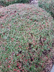 Vaccinium vitis-idaea