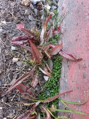 Rumex aquaticus