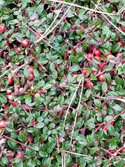 Vaccinium vitis-idaea