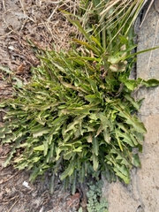 Taraxacum ceratophorum