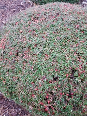 Vaccinium vitis-idaea