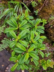 Cyrtandra longifolia