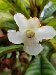 Cyrtandra longifolia