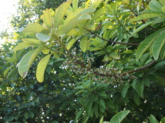Daphniphyllum calycinum