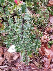 Ilex aquifolium