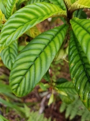 Cyrtandra longifolia