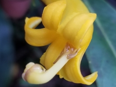 Scaevola glabra