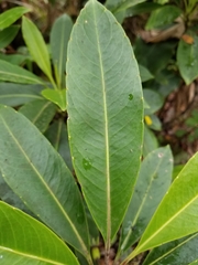 Scaevola glabra