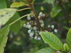 Daphniphyllum calycinum
