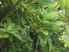 Daphniphyllum calycinum