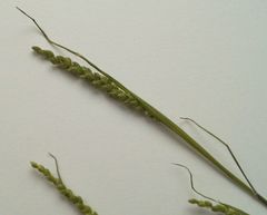 Briza humilis