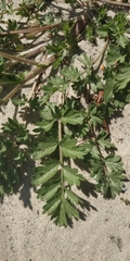 Potentilla paradoxa