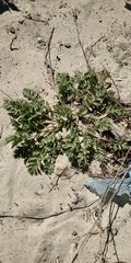 Potentilla paradoxa