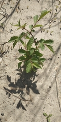 Ulmus pumila