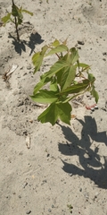 Acer negundo