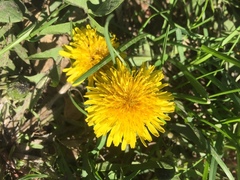 Taraxacum officinale