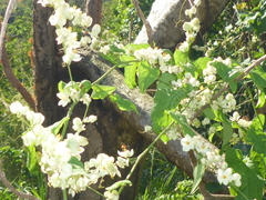 Antigonon flavescens
