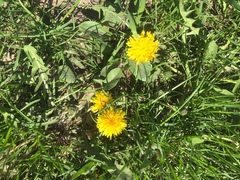Taraxacum officinale