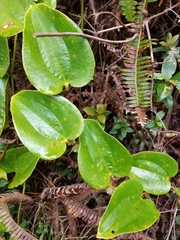 Smilax melastomifolia