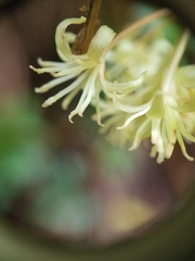Smilax melastomifolia