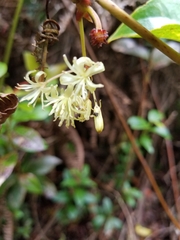 Smilax melastomifolia