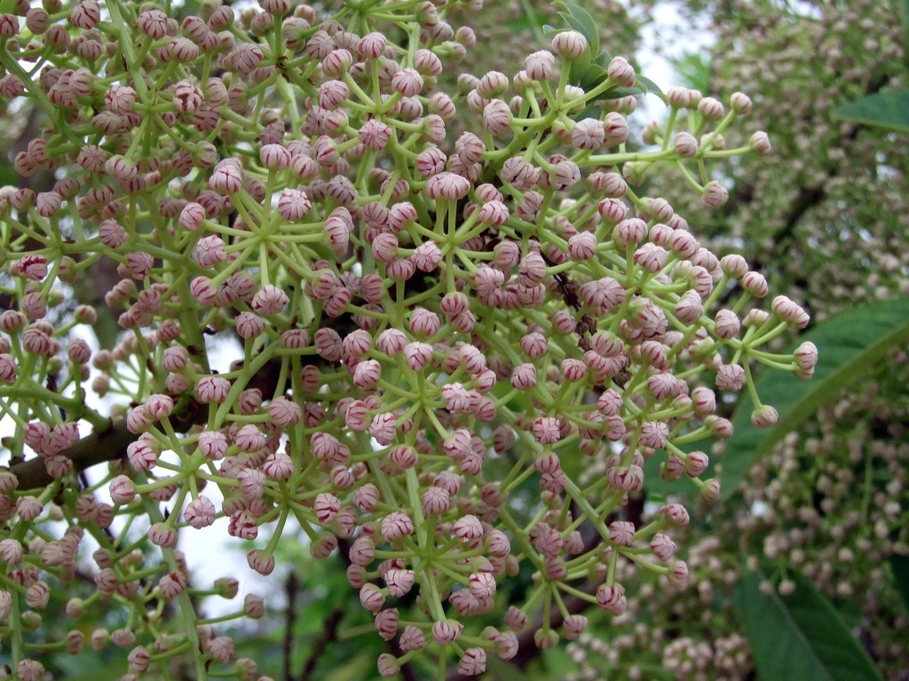 daphniphyllum family