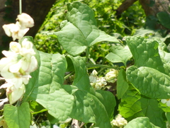 Antigonon flavescens