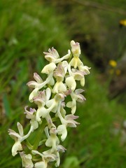 Orchis x plessidiaca