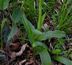 Orchis x plessidiaca