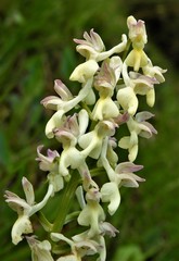 Orchis x plessidiaca