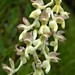 Orchis × plessidiaca - Photo (c) lellodellario, algunos derechos reservados (CC BY-NC), subido por lellodellario