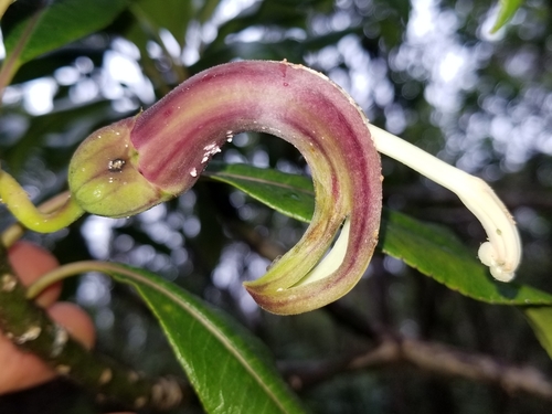 Clermontia fauriei