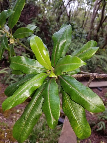 Clermontia fauriei
