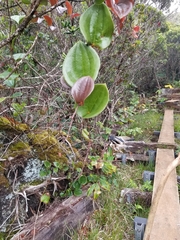 Smilax melastomifolia