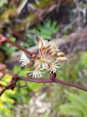 Smilax melastomifolia