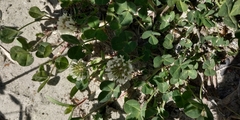 Trifolium repens