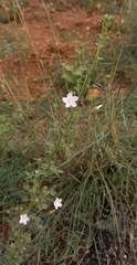 Pavonia zeylanica