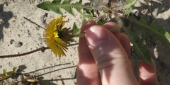 Taraxacum
