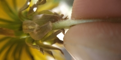 Taraxacum