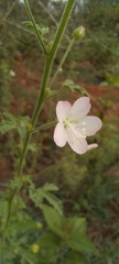 Pavonia zeylanica