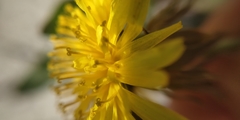 Taraxacum