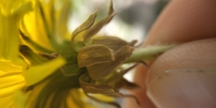 Taraxacum