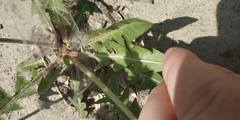 Taraxacum
