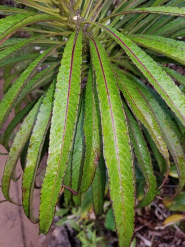 Trematolobelia kauaiensis