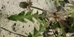 Taraxacum
