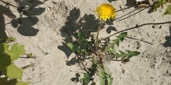 Taraxacum
