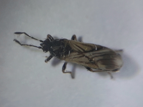 Ischnodemus quadratus