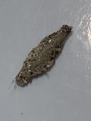 Phereoeca