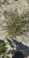 Festuca beckeri