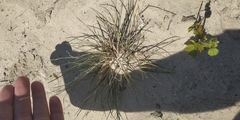 Festuca beckeri